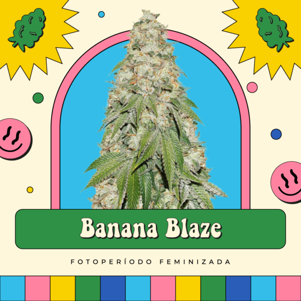 Banana Blaze - Fotoperíodo