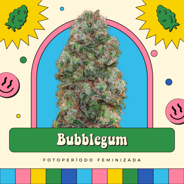 Bubblegum - Fotoperíodo