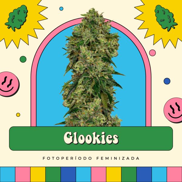 Glookies - Fotoperíodo