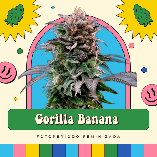 Gorilla Banana - Fotoperíodo