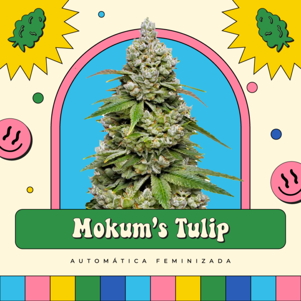 Mokuns Tulip - Automática