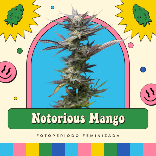 Notorious Mango Juice - Fotoperíodo