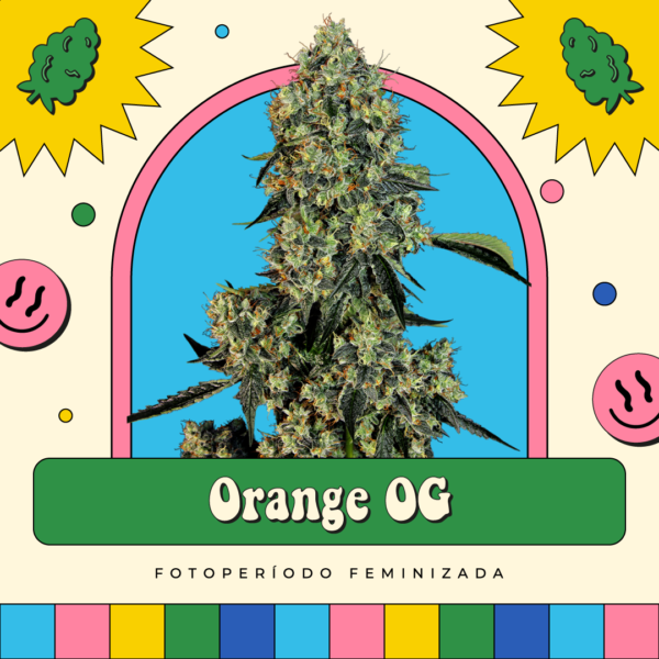 Orange OG - Fotoperíodo