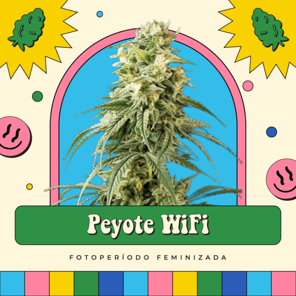 Peyote Wi-fi - Fotoperíodo