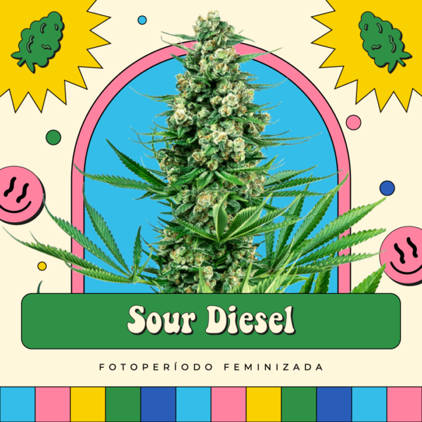 Sour Diesel - Fotoperíodo