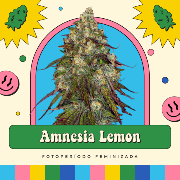 Amnesia Lemon - Fotoperíodo