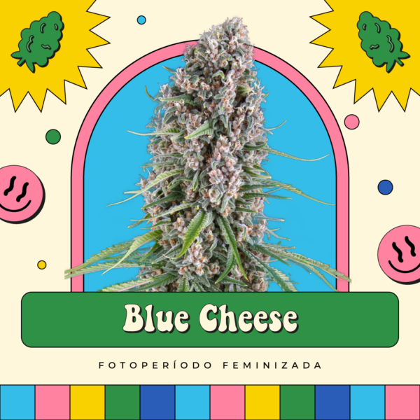 Blue Cheese - Fotoperíodo