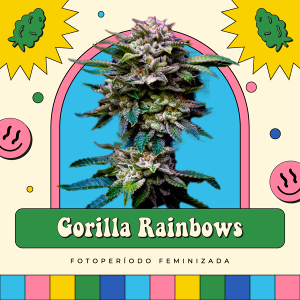 Gorilla Rainbows - Fotoperíodo