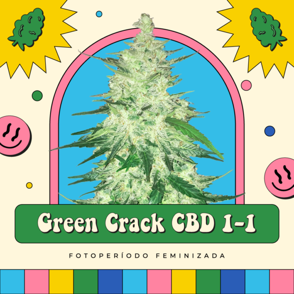 Green Crack CBD 1-1 - Fotoperíodo