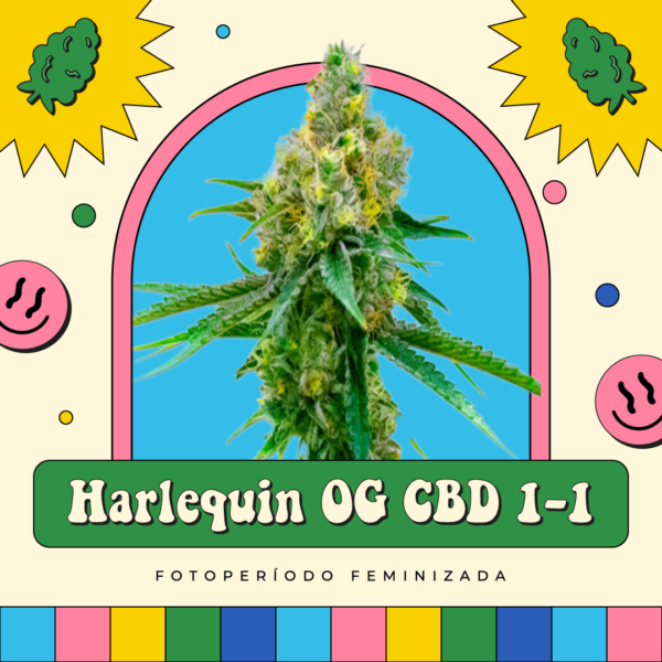 Harlequin OG CBD 1-1 - Fotoperíodo