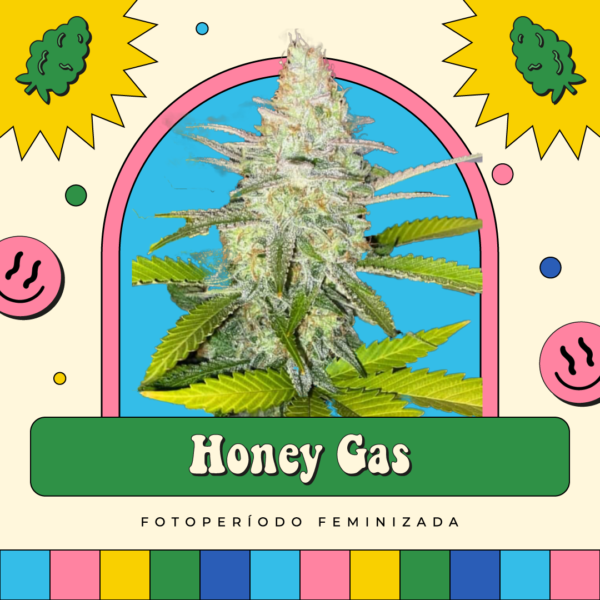 Honey Gas - Fotoperíodo