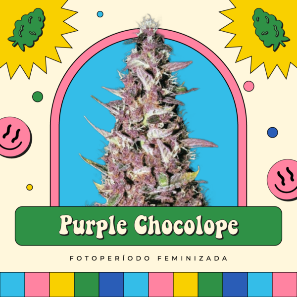 Purple Chocolope - Fotoperíodo