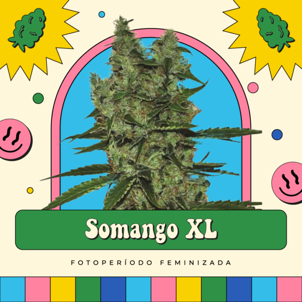 Somango XL - Fotoperíodo