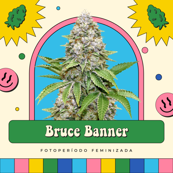 Bruce Banner - Fotoperíodo