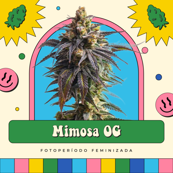 Mimosa OG - Fotoperíodo