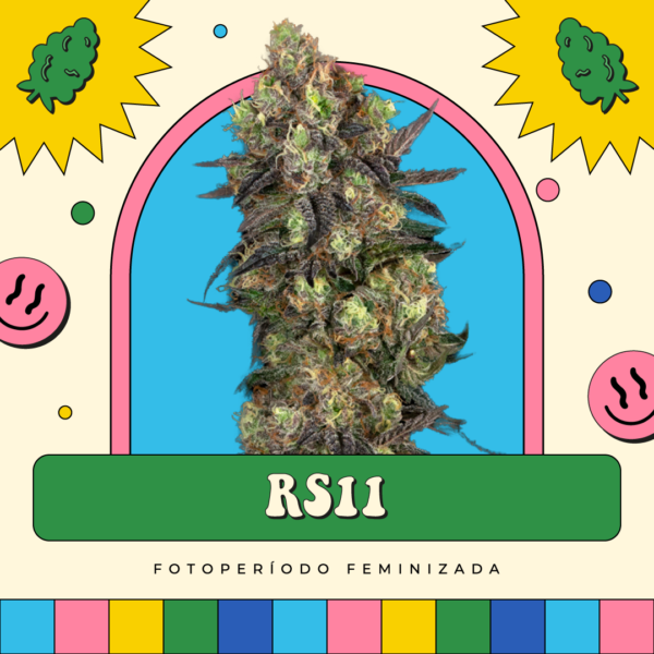 RS11 - Fotoperíodo