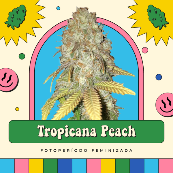 Tropicana Peach - Fotoperíodo