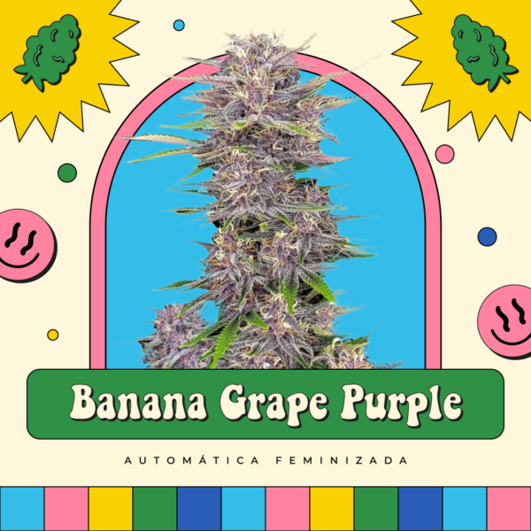 Banana Grape Purple - Automática