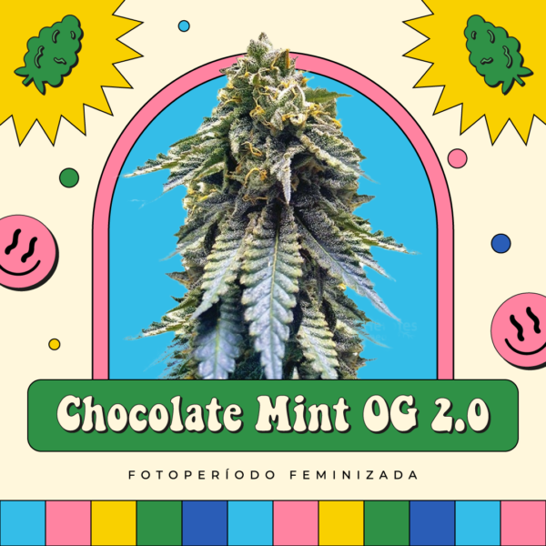 Chocolate Mint OG 2.0 - Fotoperíodo