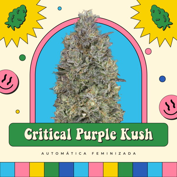 Critical Purple Kush - Automática