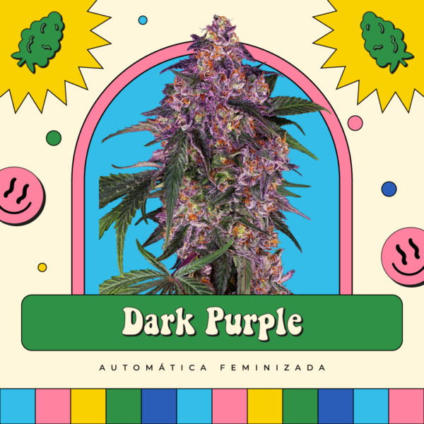 Dark Purple - Automática
