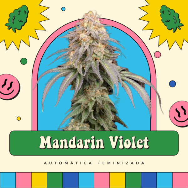 Mandarin Violet - Automática