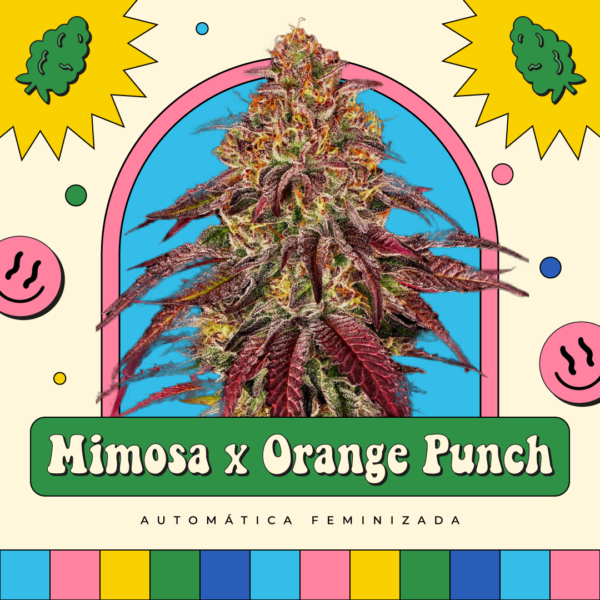 Mimosa x Orange Punch - Automática
