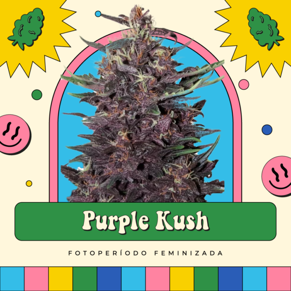 Purple Kush - Fotoperíodo