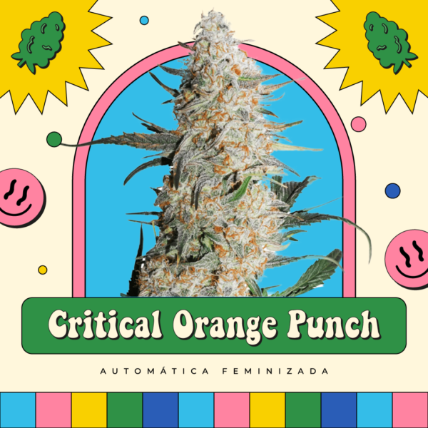 Critical Orange Punch - Automática