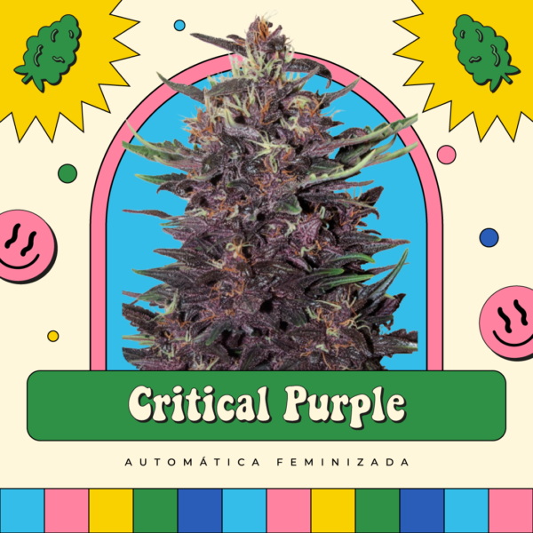 Critical Purple - Automática