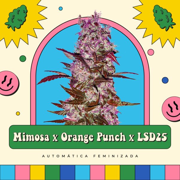 Mimosa x Orange Punch x LSD25 - Automática