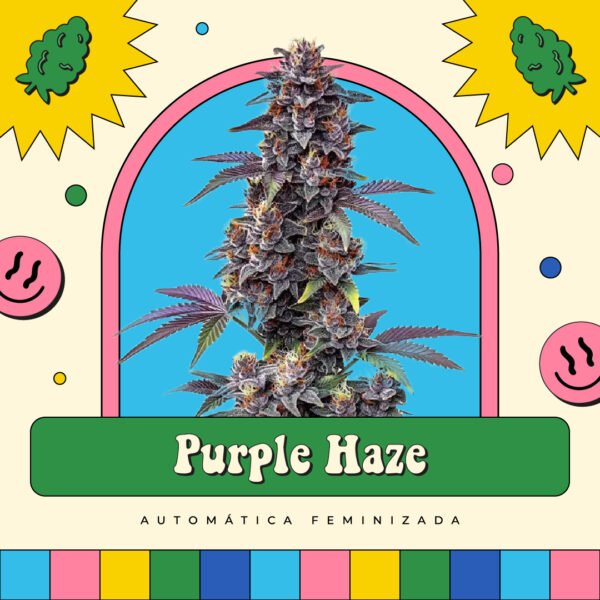 Purple Haze - Automática