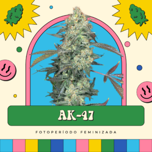 AK-47 - Fotoperíodo