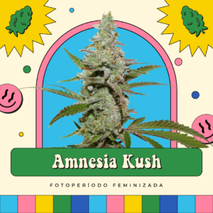 Amnesia Kush - Fotoperíodo