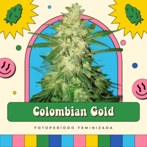 Colombian Gold - Fotoperíodo