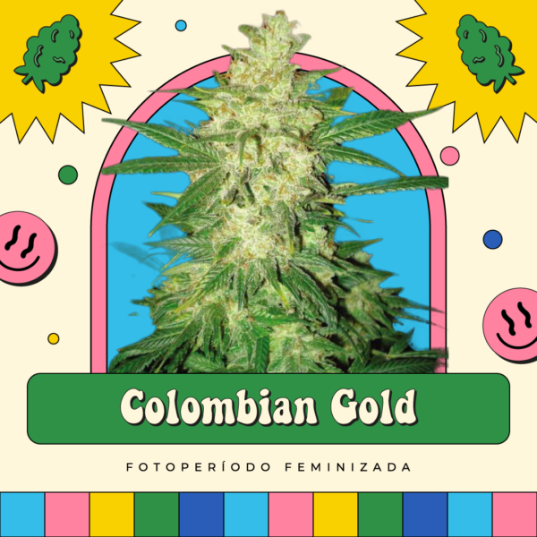 Colombian Gold - Fotoperíodo