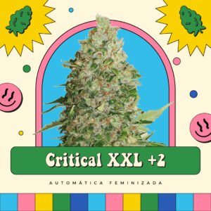 Critical XXL +2 - Automática