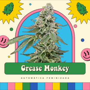 Grease Monkey - Automática