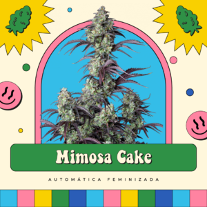 Mimosa Cake - Automática