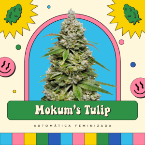Mokum’s Tulip - Automática