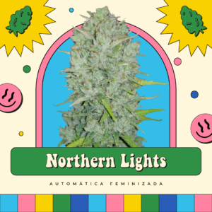 Northen Lights - Automática