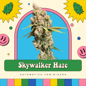Skywalker Haze - Automática