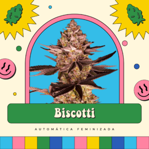 Biscotti - Automática