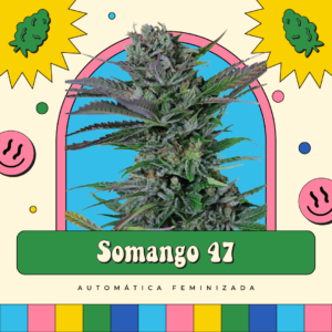 Somango 47 - Automática