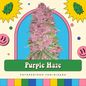 Purple Haze - Fotoperíodo