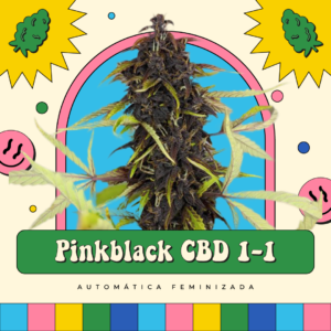PinkBlack CBD 1-1 - Automática