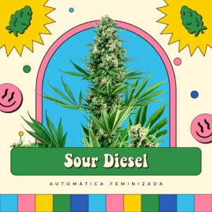 Sour Diesel - Automática
