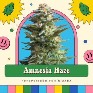 Amnésia Haze - Fotoperíodo