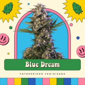 Blue Dream - Fotoperíodo