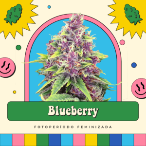 Blueberry - Fotoperíodo